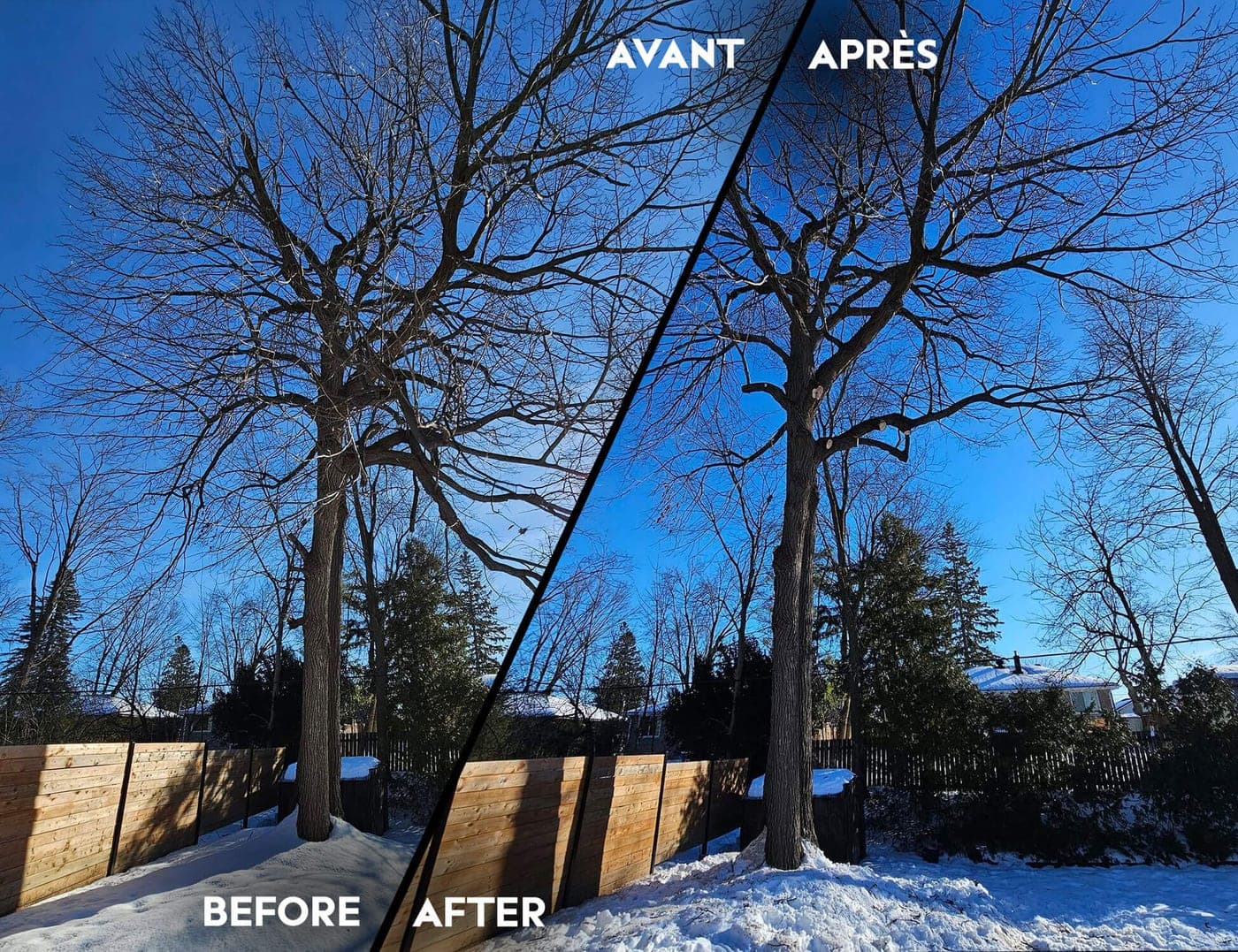 Avant et après l'élagage d'un grand feuillu au-dessus d'une clôture