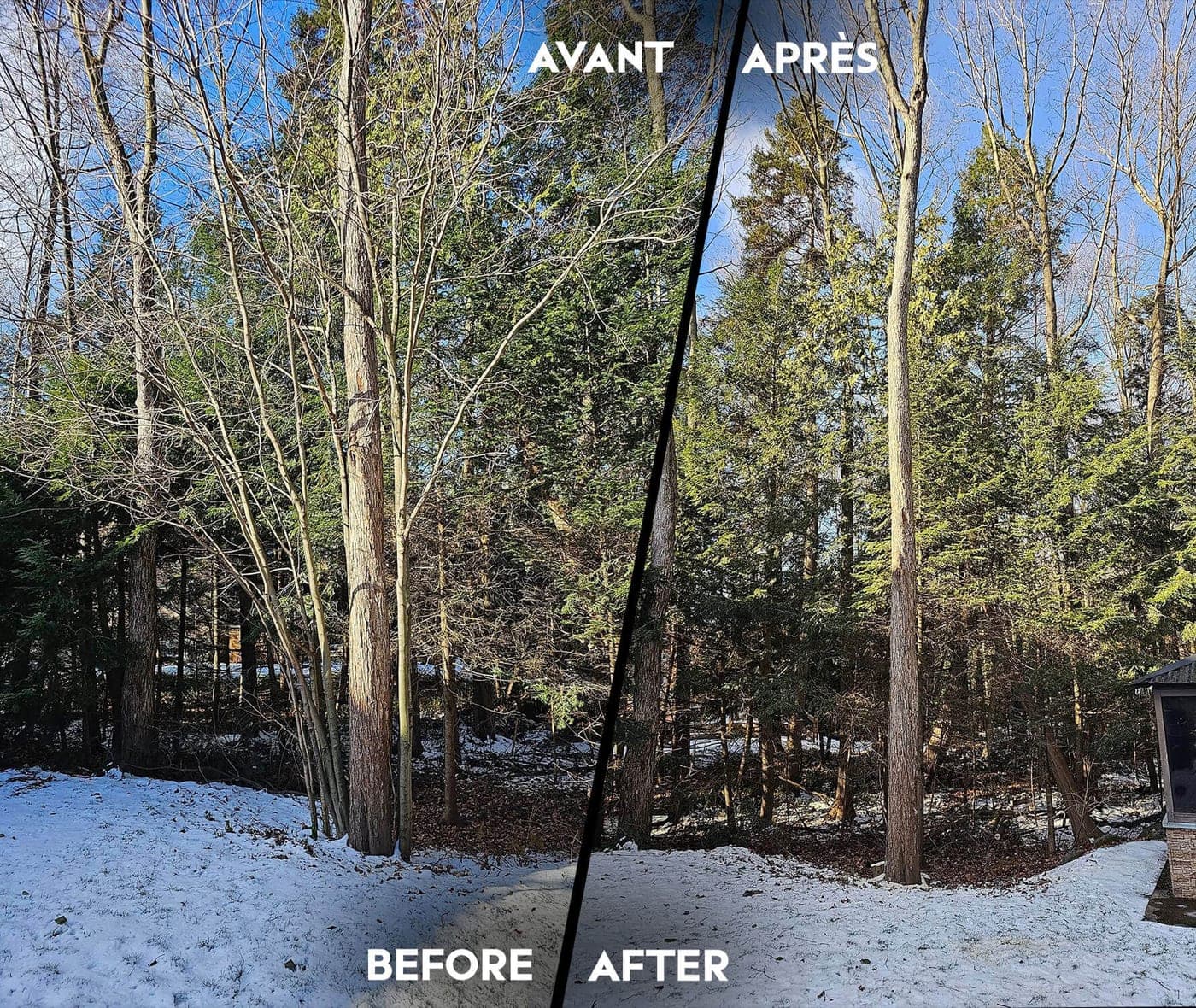 Avant et après l'abattage d'arbres en lisière de boisé, l'hiver