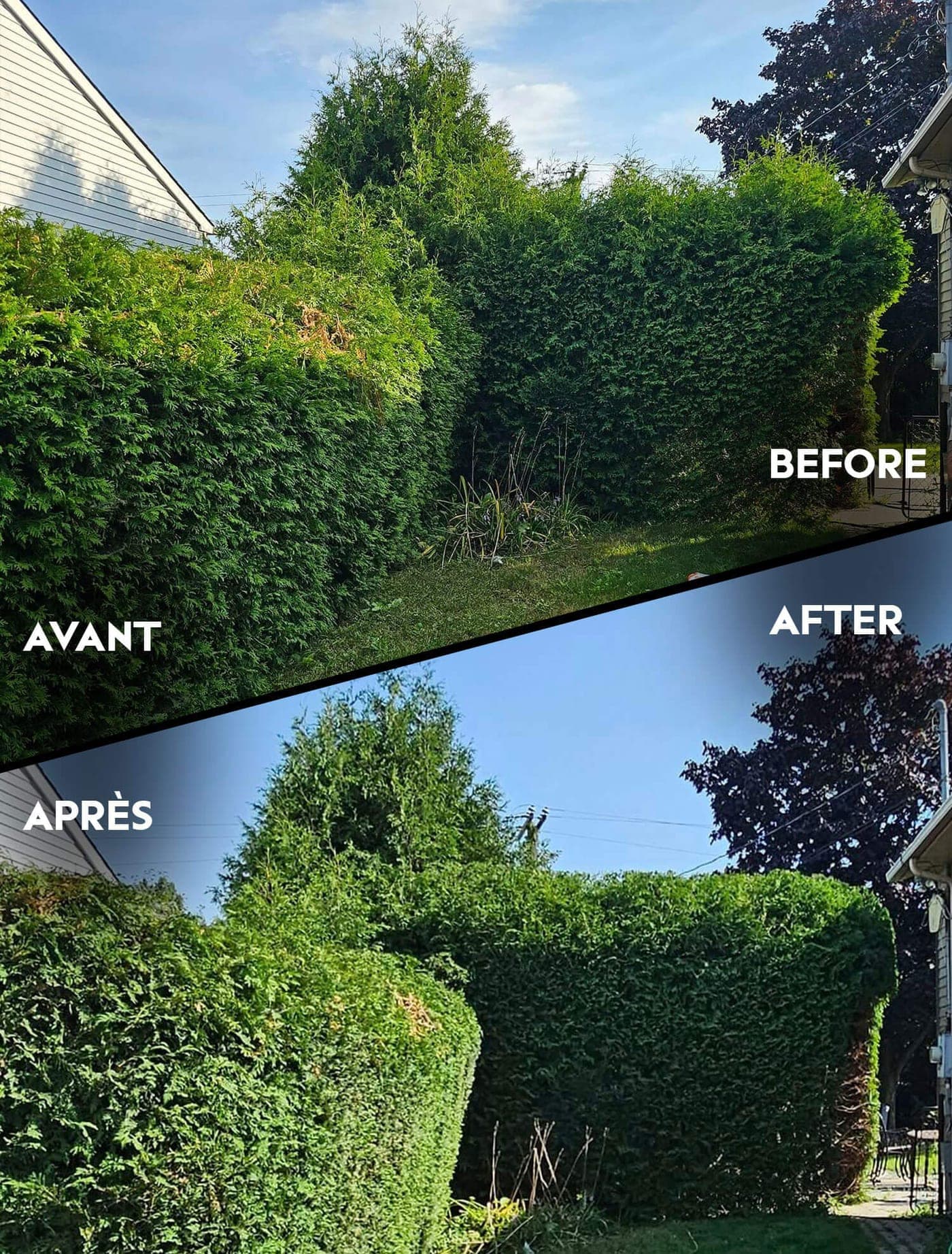 Avant et après la taille d'une haie de cèdres entre deux maisons