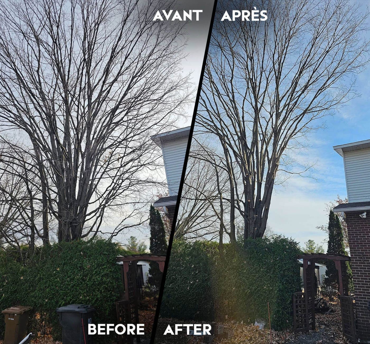 Avant et après l'élagage d'un grand arbre derrière une maison