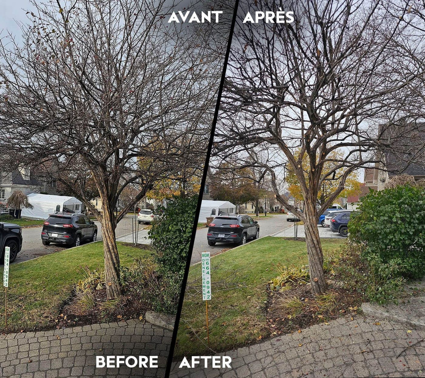 Avant et après la taille d'un arbre de rue devant une maison