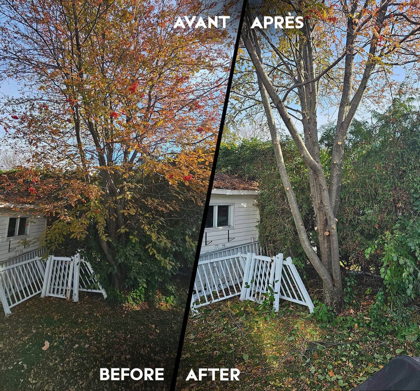 Avant et après l'élagage d'un arbre d'automne au-dessus d'une terrasse